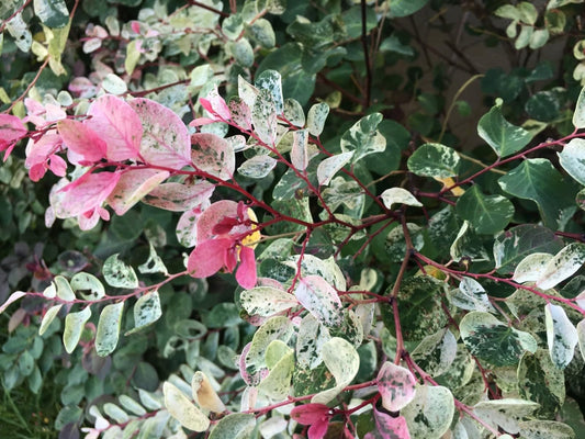 Breynia Disticha Roseopicta Snowbush | Live Plants | Ornamental Shrub, Perfect for Indoor & Outdoor Landscaping | Drought Tolerant, Low | Maintenance, Easy to Grow Plant
