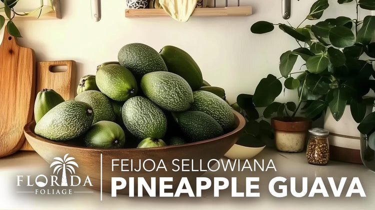 Pineapple Guava | Live Plants | Feijoa Sellowiana | Edible Fruit and Flowering Foliage