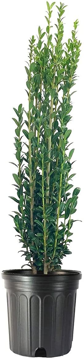 Sky Pencil Japanese Holly | Live Gallon Size Plants | Ilex Crenata | Low Maintenance Formal Evergreen Hedge