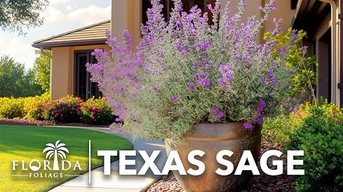 Texas Sage | Live Plants | Leucophyllum frutescens | Drought|Tolerant Shrub for Landscaping | Hardy Evergreen with Silver Foliage and Purple Blooms