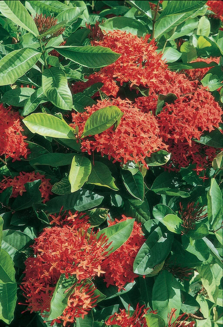 Ixora Maui Red | Live Plants | Beautiful Vibrant Blooming Butterfly Attracting Shrub | Coccinea Flame of The Woods Jungle Flame