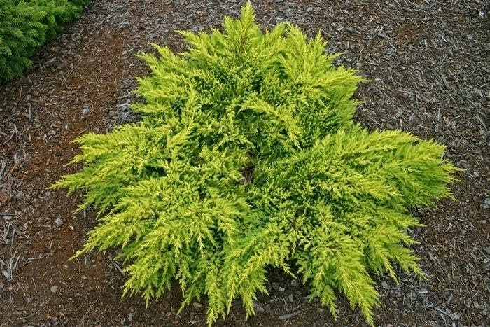 Gold Star Juniper | Live Gallon Size Plant | Perfect for Landscaping, Low Maintenance Evergreen, Ideal for Garden Decoration, Hardy Outdoor Plant