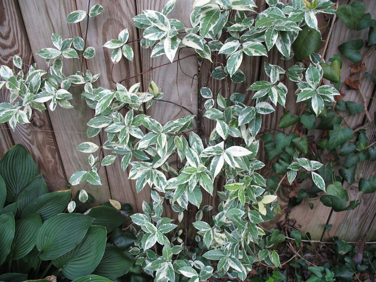 Variegated Confederate Jasmine | Extra Large 3 Gallon Plants | Trachelospermum jasminoides Variegata | Eye|Catching Climber | Perfect for Garden Walls and Trellises