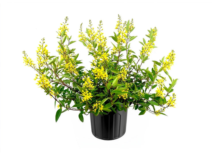 Thryallis | Extra Large 3 Gallon Plants | Galphimia glauca | Tropical Beauty | Year|Round Blooms