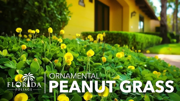 Ornamental Peanut Grass | 40 Live Plants | Arachis glabrata | Drought|Tolerant Ground Cover | Low|Maintenance Lawn Alternative
