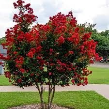 Crape Myrtle Dynamite Red | Extra Large 3 Gallon Plants | Vivid Red Blooms & Hardy Growth, Live Plant, Ornamental Shrub for Striking Garden Display3