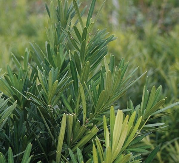 Podocarpus Pringles | Extra Large 3 Gallon Plants | Podocarpus Macrophyllus 'Pringles' | Ideal for Hedges | Low Maintenance Shrub