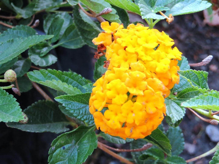 Lantana New Gold | Large Gallon Size Plants | Lantana Camara 'New Gold' | Yellow Ground Cover for Sun | Spreading Landscape Plants for Borders Slopes Containers Beds and Walkways