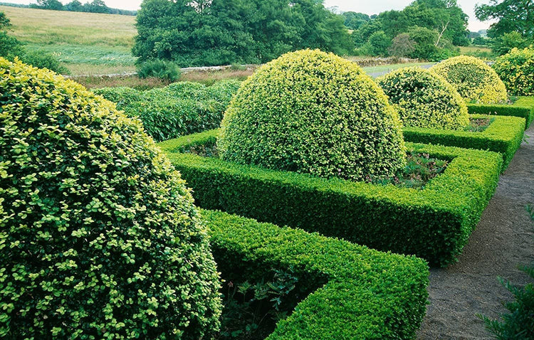Japanese Boxwood | Large Live Gallon Size Plants | Buxus Microphylla | Formal Evergreen Low Maintenance Hedge Shrub