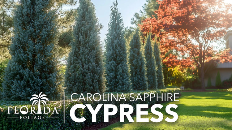 Carolina Sapphire Cypress Tree | Large Gallon Size Plant | Beautiful Evergreen Low Maintenance Cold Hardy Privacy Screen