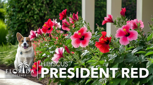 Hibiscus President Red | Live Plants | Hibiscus Rosa|Sinensis | Vibrant Red Blooms | Tropical Garden Beauty | Eye|Catching Flowering Shrub
