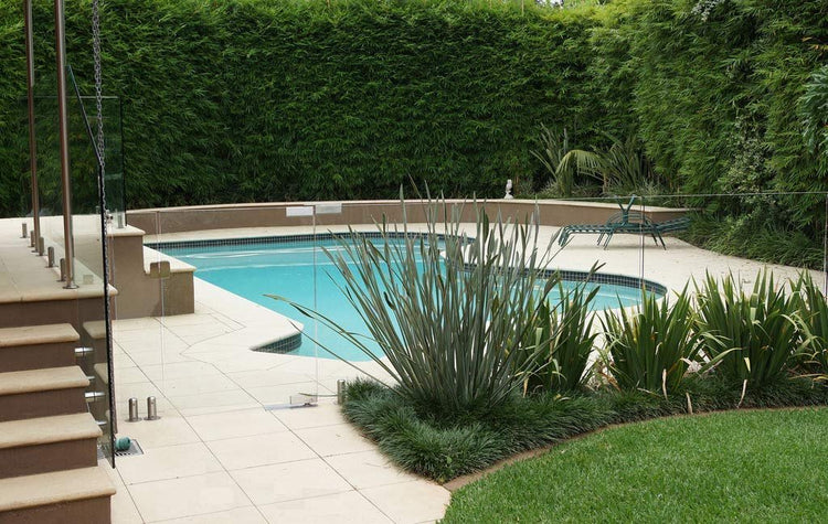 Graceful Bamboo | Slender Weavers | Textilis Gracilis | Live Plant | Fast Growing Evergreen Privacy Hedge