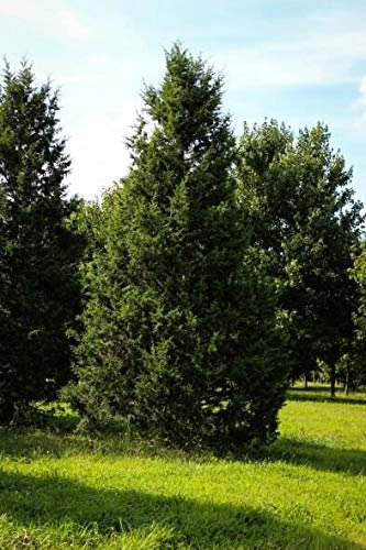 Keteleeri Juniper | Live Trees | Juniperus Chinensis