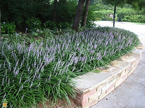 Super Blue Liriope Muscari | 40 Live Plugs | Ground Cover Grass Plants