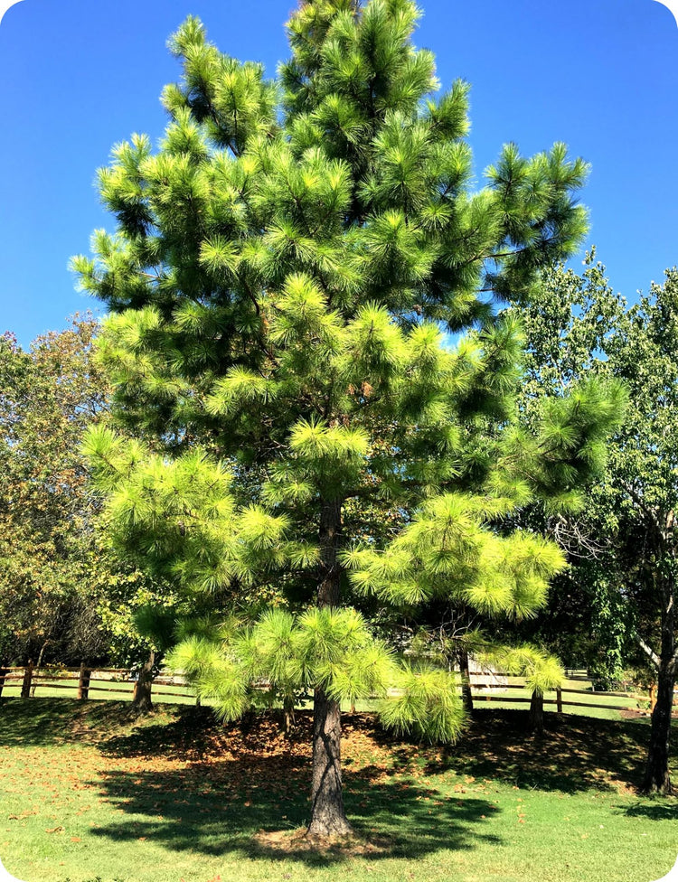 Loblolly Pine Tree | Large Gallon Size Pots | Pinus Taeda | Fast|Growing Evergreen | Shade Tree Plants