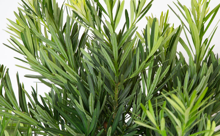 Podocarpus Pringles | Extra Large 3 Gallon Plants | Podocarpus Macrophyllus 'Pringles' | Ideal for Hedges | Low Maintenance Shrub