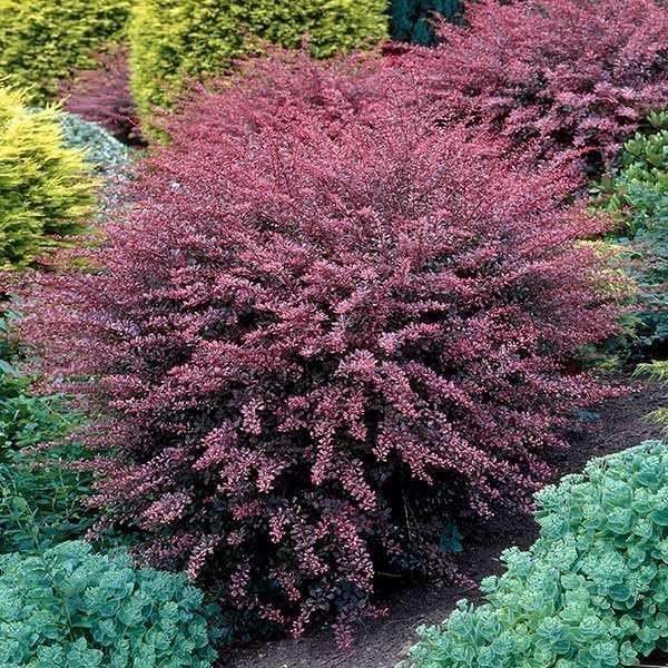Barberry Rosy Glow | Live Plants | Vibrant Dual|Toned Foliage, Ideal for Landscaping & Hedging, Hardy & Drought|Tolerant, Live Decorative Shrub Plant