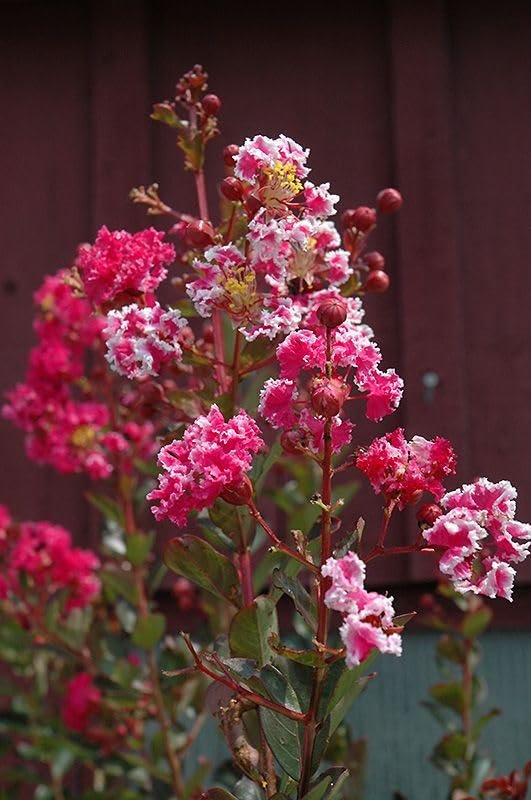 Crape Myrtle Raspberry Sundae | Live Plants | Dual|Color Red & Pink Blooms, Live Plant, Stunning Bicolor Ornamental Shrub for Eye|Catching Garden Displays