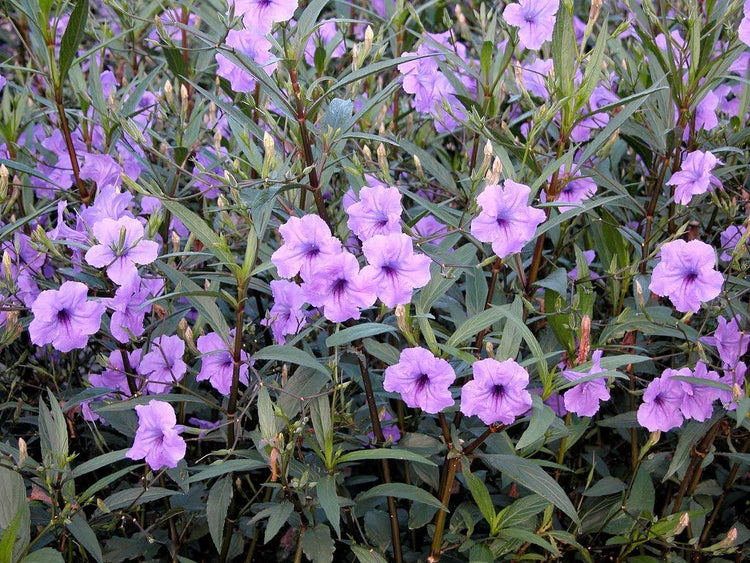 Mexican Petunia Purple | Live Plants | Ruellia Brittoniana | Purple Flowering Landscape Pollinator | Heat Tolerant Groundcover | Outdoor Perennial for Gardens Borders Walkways Containers