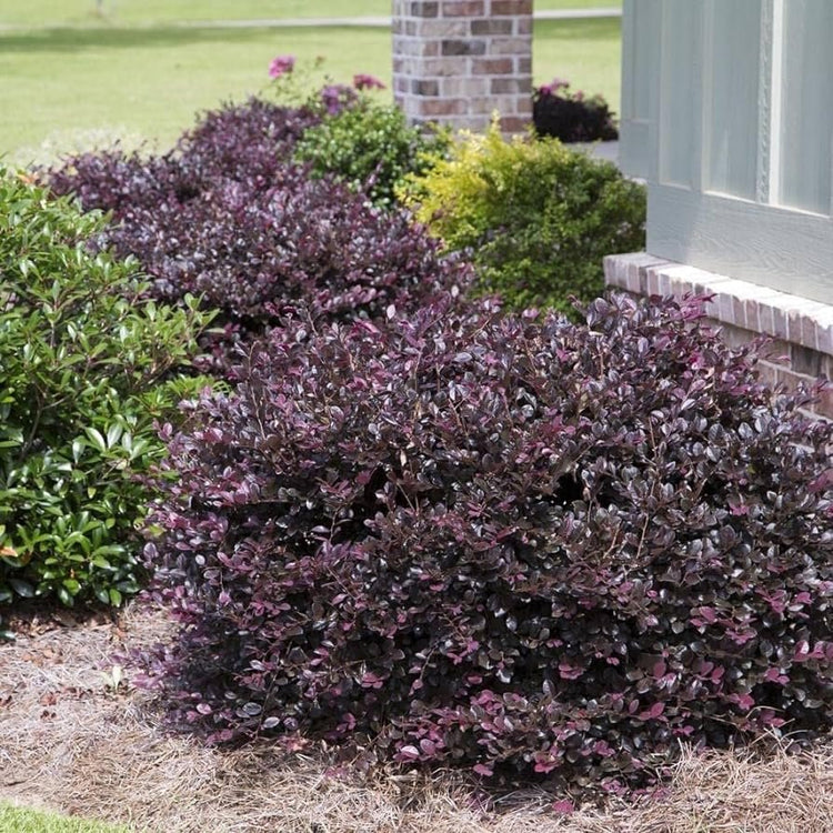 Loropetalum Plum Delight | Extra Large 3 Gallon Plants | Loropetalum Chinense VAR. Rubrum | Lush Landscaping | Garden Accent