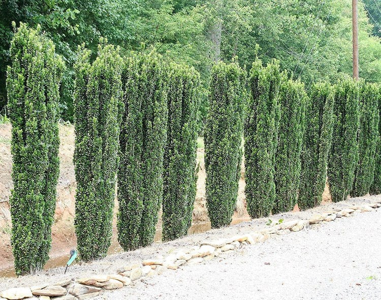 Sky Pencil Japanese Holly | Large 3 Gallon Plants | Low Maintenance Formal Evergreen Ilex Hedge