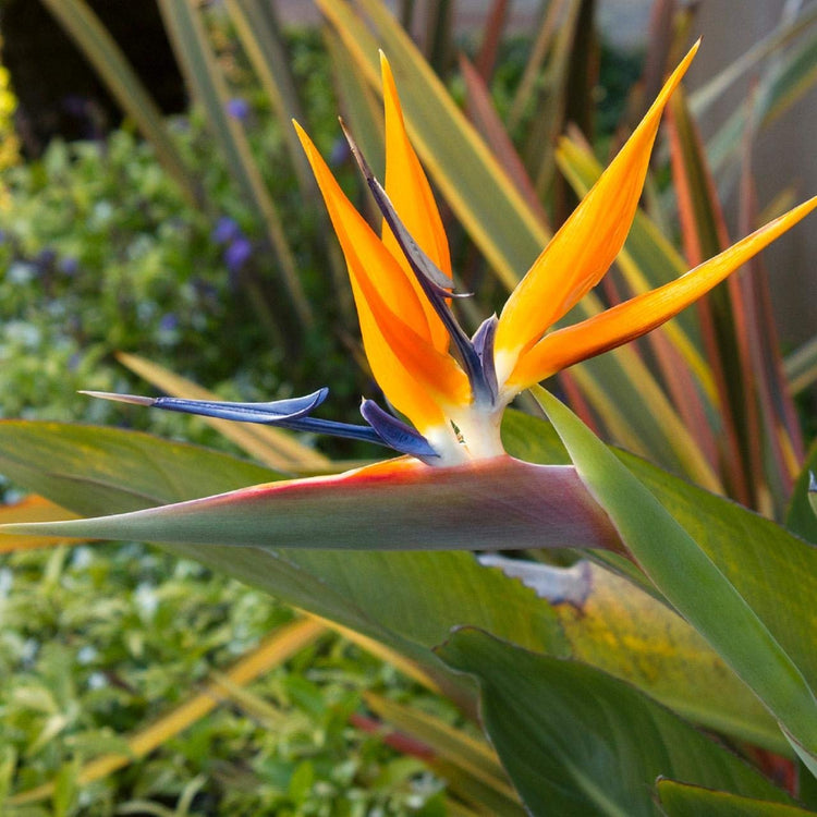 Orange Bird of Paradise | Strelitzia Reginae | Large Live Plant | Tropical Perennial Blooming Specimen