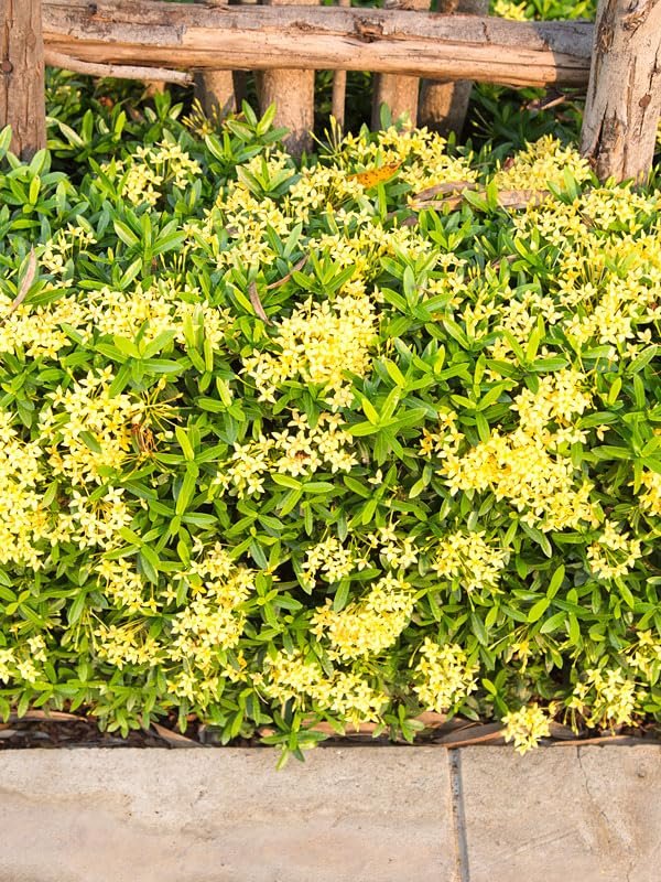 Ixora Yellow | Extra Large 3 Gallon Plants | Ixora chinensis | Bright Garden Highlight | Sun|Loving Tropical Shrub