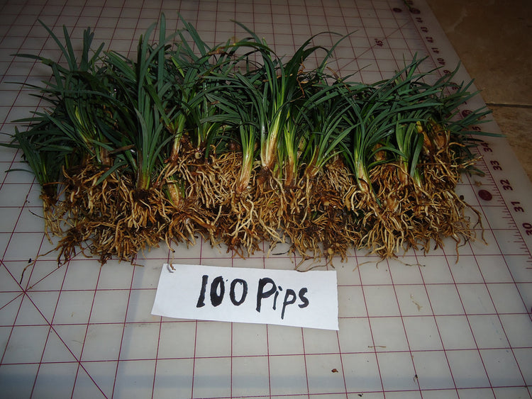 DWARF MONDO GRASS 50 PIPS