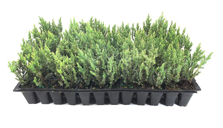 Spiny Greek Juniper | Live Trees | Juniperus Chinensis