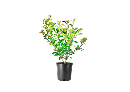 Photinia Red Tip | Extra Large 3 Gallon Plant | Photinia x Fraseri | Evergreen Landscape Hedge Shrub