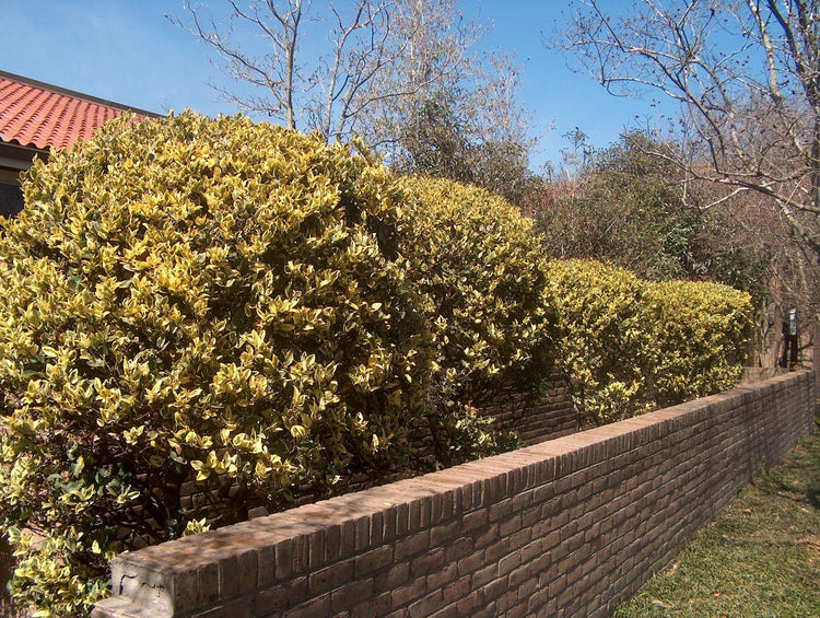 Ligustrum Japonicum Howardi - Live Plants - Privet Howardii - Variegated Evergreen Shrub