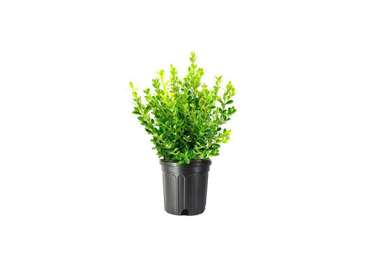 Japanese Boxwood | Extra Large 3 Gallon Plants | Dense & Evergreen Shrub, Ideal for Elegant Hedges, Topiary, Borders, and Landscape Design, Hardy & Drought Tolerant