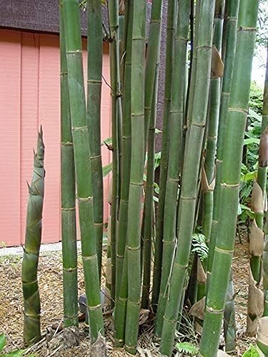 Oldhamii Bamboo | Live Plant | Bambusa Oldhamii | Privacy Screen Bamboo | Fast|Growing Garden Foliage | Tall Decorative Landscape Specimen