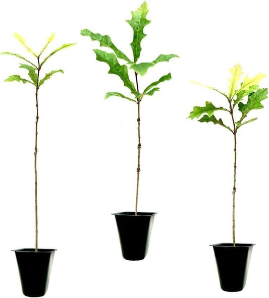 Overcup Oak Tree | Live Seedlings | Quercus Lyrata | Ideal for Landscaping & Shade | Long|Lasting & Resilient Plant
