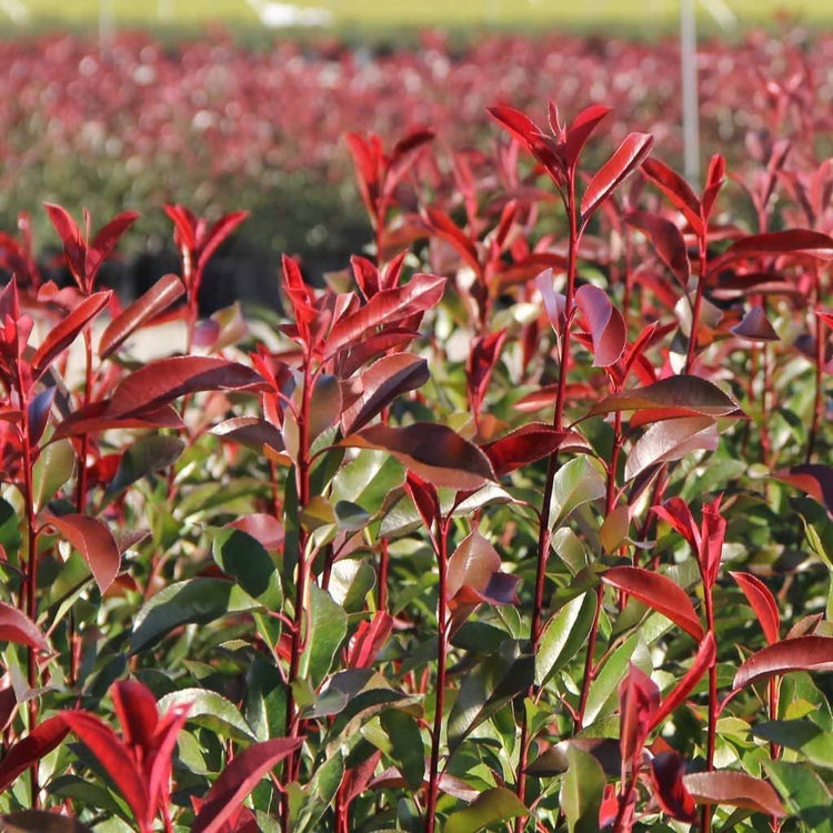 Photinia Red Tip | Extra Large 3 Gallon Plant | Photinia x Fraseri | Evergreen Landscape Hedge Shrub