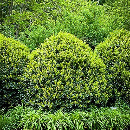 Needlepoint Chinese Holly | Ilex Cornuta | 40 Live Plants | Low Maintenance Screening Evergreen