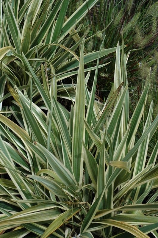 Variegated Flax Lily I Large Gallon Size Plants I Dianella Tasmanica I Live Striking Green and White Foliage, Drought|Resistant, Evergreen Perennial