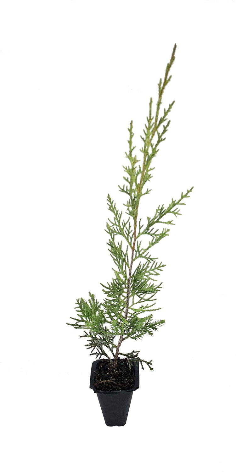 Keteleeri Juniper | Live Trees | Juniperus Chinensis