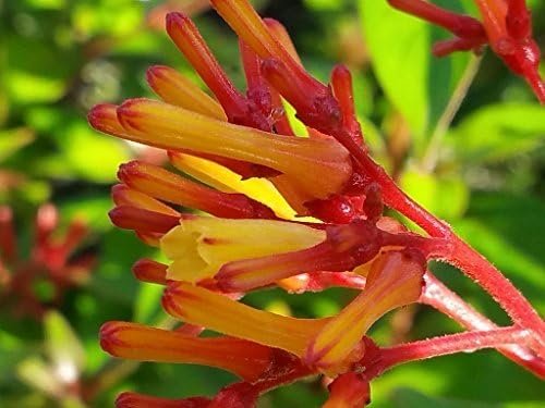 Firebush Firefly I Live Plants I Dwarf Hamelia Patens I Brilliant Red Blooms, Compact Size, Heat and Drought|Resistant, Ideal for Patios and Small Gardens