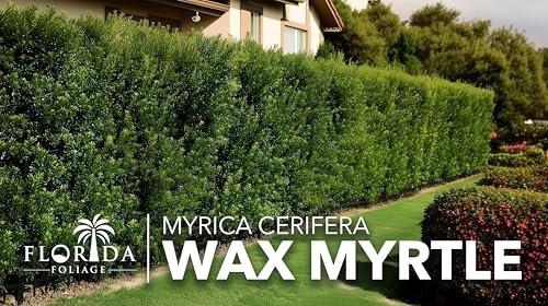 Wax Myrtle | Live Plants | Myrica Cerifera | Fast Growing Evergreen Shrub | Privacy Hedge Plants | Adaptable Landscaping Bushes