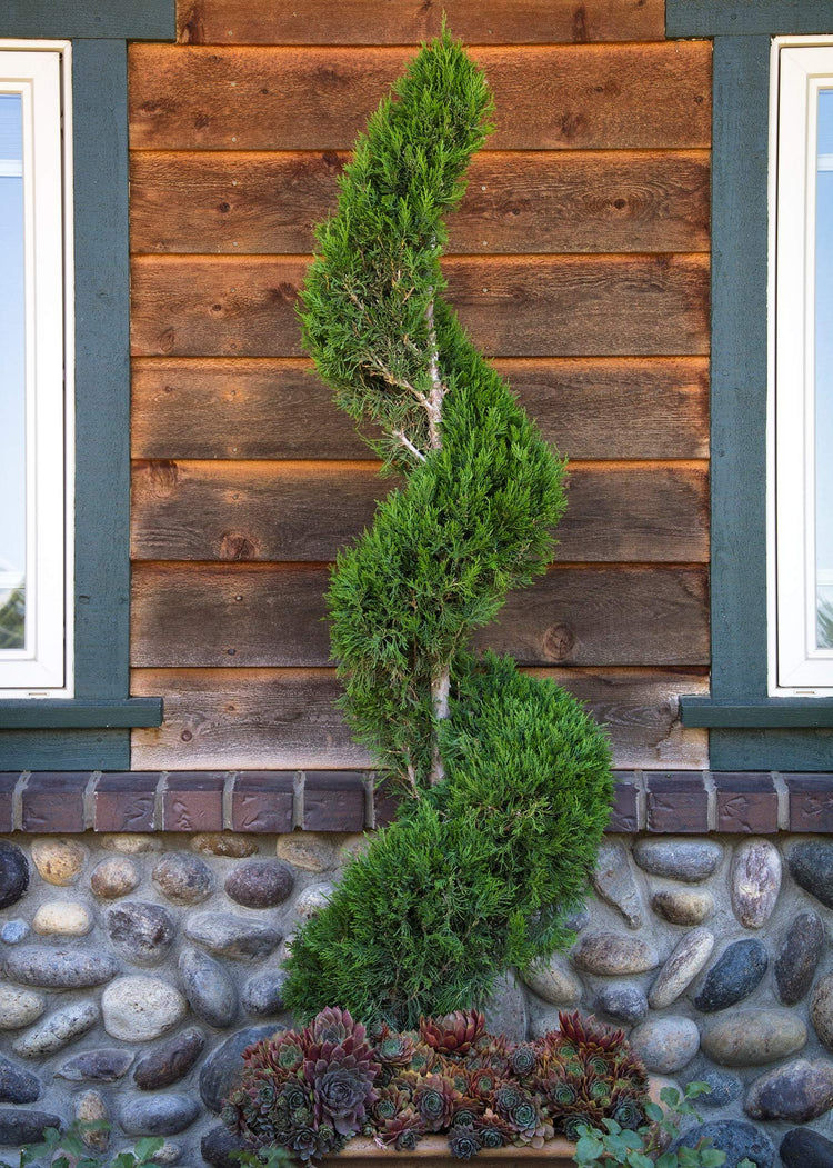 Spartan Juniper | Juniperus Chinensis | Live 4 inch Container Trees | Evergreen Privacy Screening Plants
