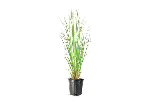 Pampas Grass | Large Gallon Size Plant | Cortaderia Selloana | Live Flowering Ornamental Foliage