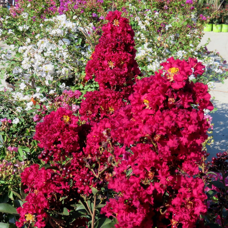 Crape Myrtle Dynamite Red | Live Plants | Vivid Red Blooms & Hardy Growth, Live Plant, Ornamental Shrub for Striking Garden Display