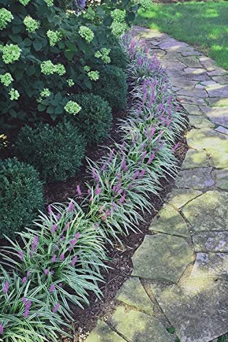 Variegated Liriope Muscari Silvery Sunproof | Large Quart Size Plants | Live Blooming Evergreen Groundcover