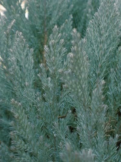 Medora Juniper | Live Gallon Size Plants | Perfect for Year|Round Landscaping, Privacy Screening, and Low Water Environments, Drought|Tolerant