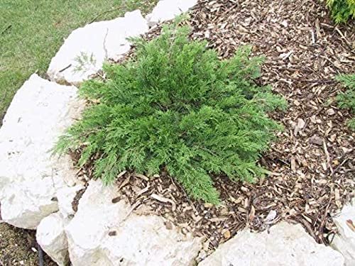 Monna Juniper Sierra Spreader | Live Gallon Size Plants | Juniperus Chinensis | Evergreen Cold Hardy Drought Tolerant Groundcover