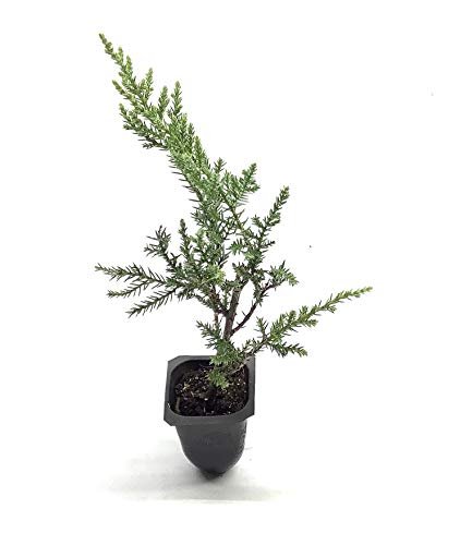 Kallay Juniper | Live Plants | Juniperus Chinensis | Drought Tolerant Cold Hardy Evergreen Ground Cover