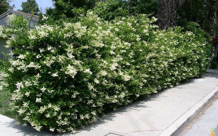 Ligustrum Recurvifolia | Extra Large 3 Gallon Plants | Ligustrum sinense 'Recurvifolium' | Lush Green Privacy Hedge | Ideal for Landscaping | Vibrant Garden Shrub