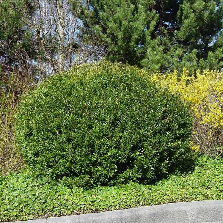 Wax Myrtle Don's Dwarf I Live Plants I Myrica Cerifera | Compact Evergreen Shrub with Aromatic Foliage, Ideal for Small Spaces, Hedges, & Landscape Accents