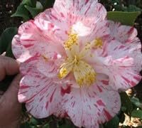 Camellia Japonica Rebel Yell I Extra Large 3 Gallon Plant I White and Pink Stripe Flowering Lush Pink Blooms, Live Plant for Gardens & Patios